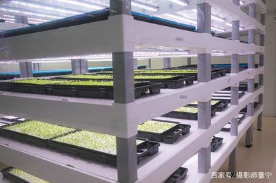 探訪全球最大植物工廠 計(jì)算機(jī)系統(tǒng)集成的綠色奇跡